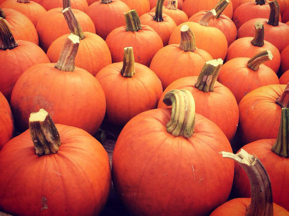 Pumpkin Field