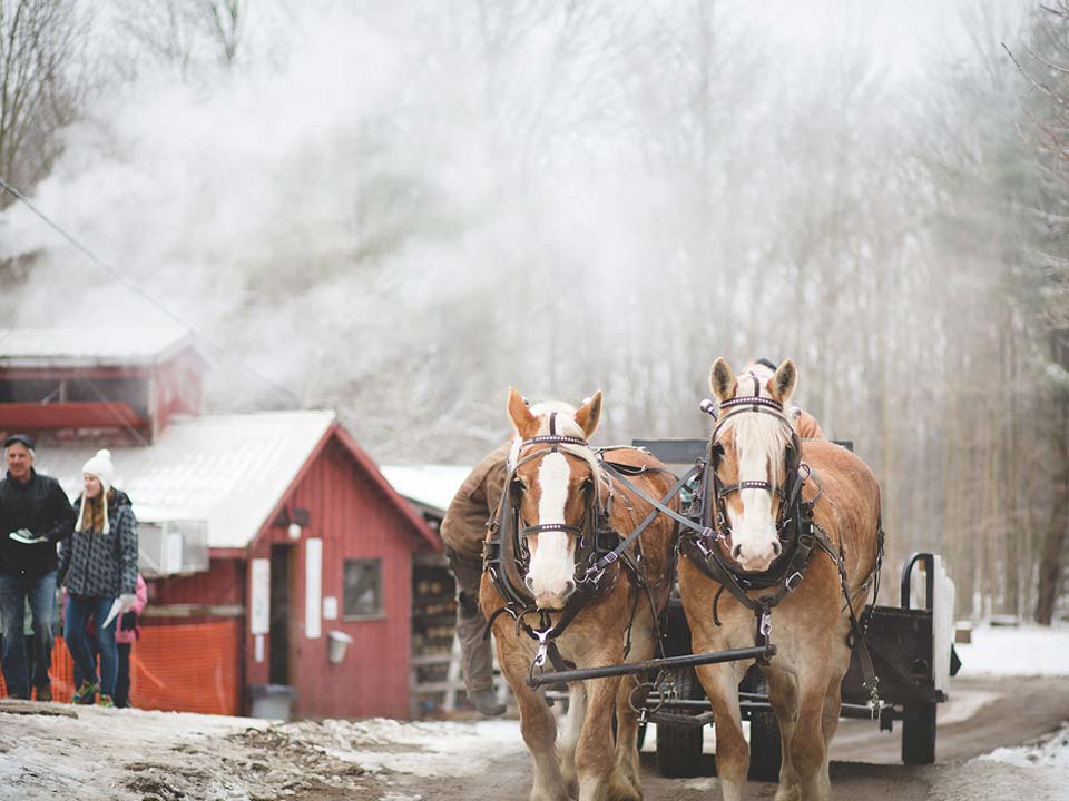 horses with carriage