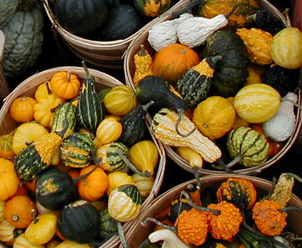 img for Gourds