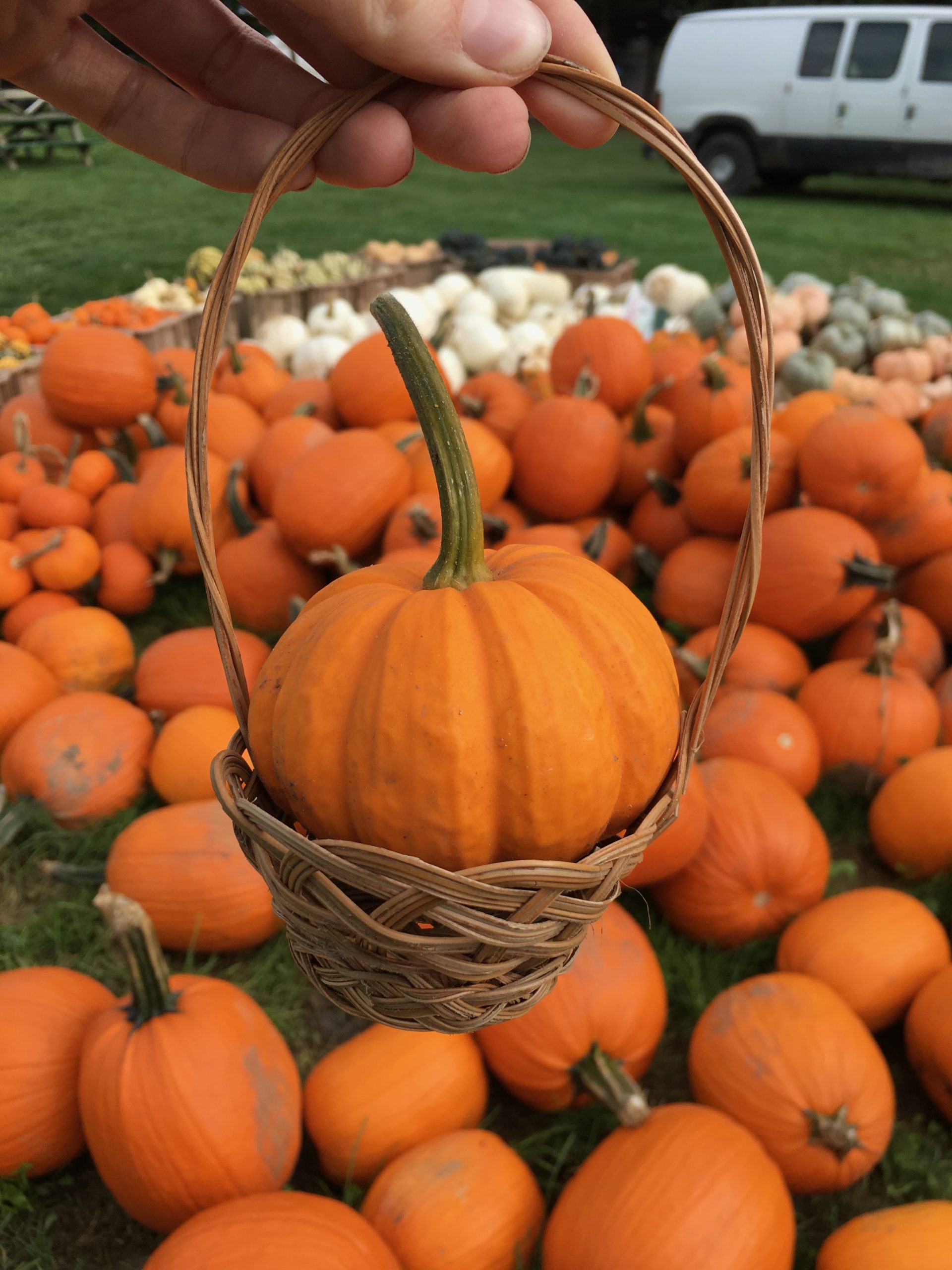 Gourds McLean and Buckhorn Berry Farms