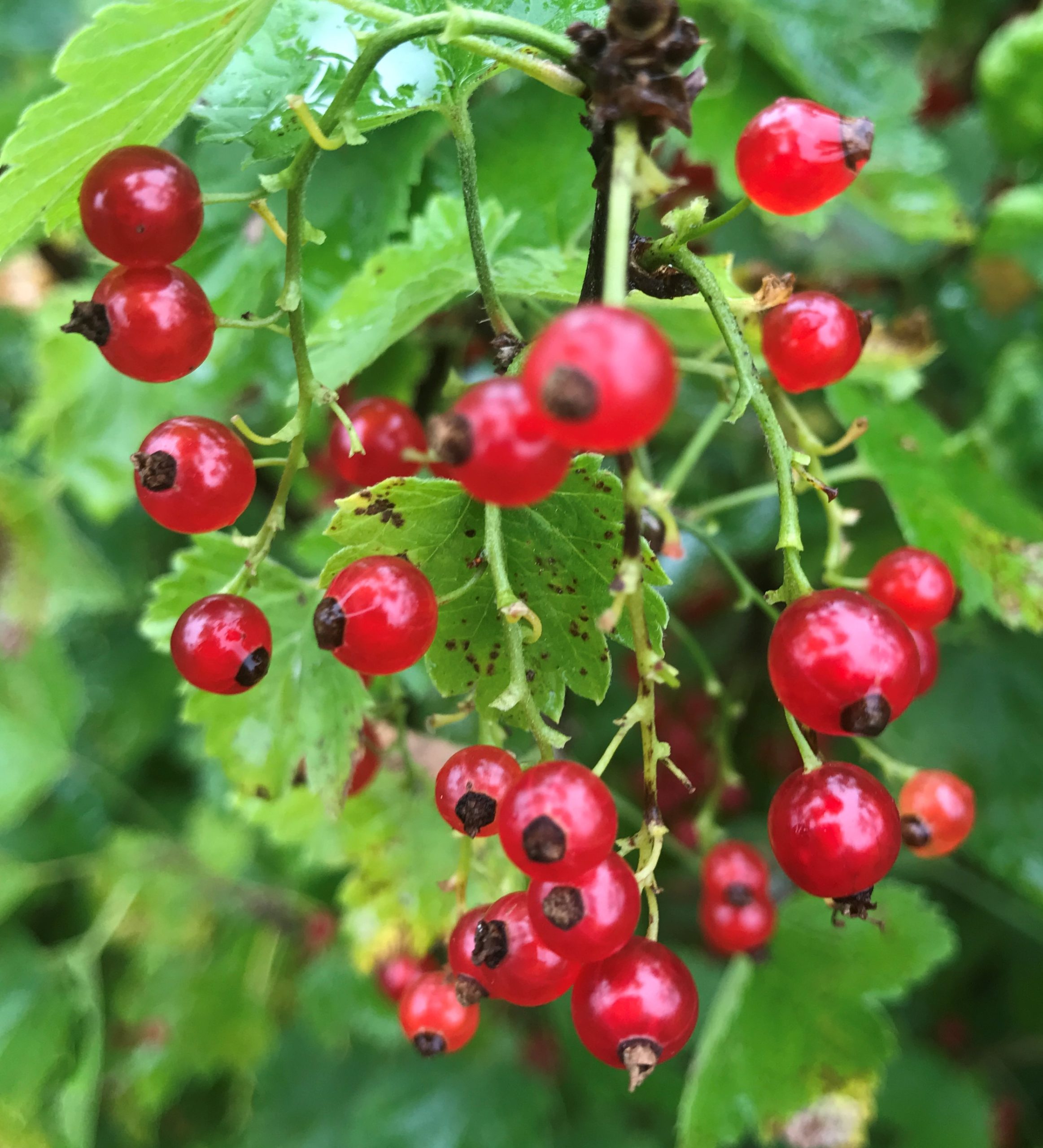 img for Red Currants